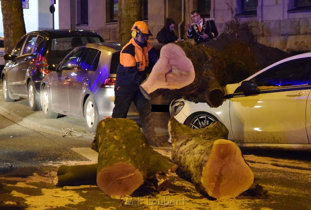 Baum auf PKWs Koeln Mitte Rheinuferstr Goldgasse P081.JPG - Miklos Laubert